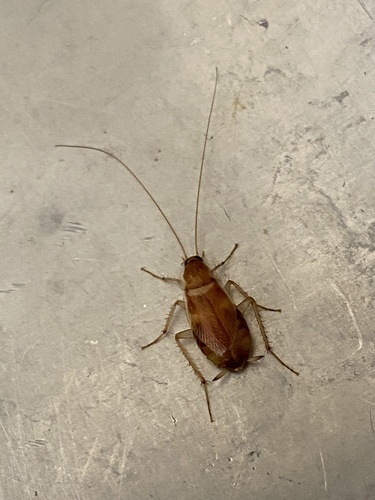 Brown-banded Cockroach photo 6