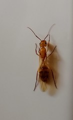 Camponotus conspicuus