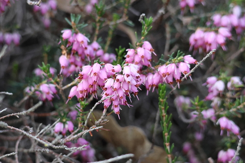 Darley Dale Heath (Erica ×)
