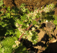 Urtica pilulifera