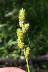 Carex alata