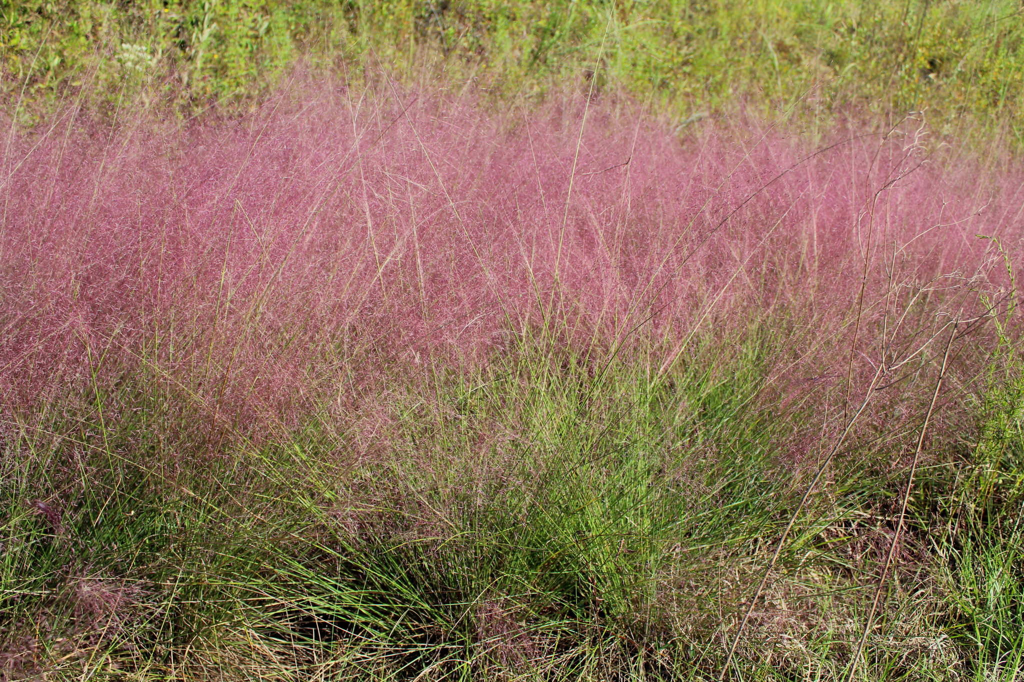 30 Pink Muhly Grass Seeds Perennial Muhlenbergia Capillaris -  Portugal