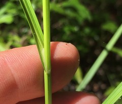 Carex alata