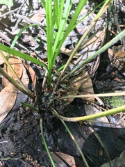 Carex alata