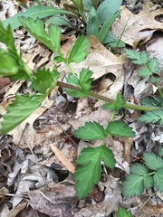Geum vernum