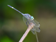 Micrathyria ocellata
