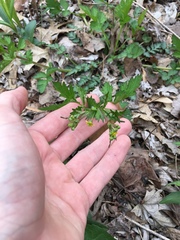 Geum vernum