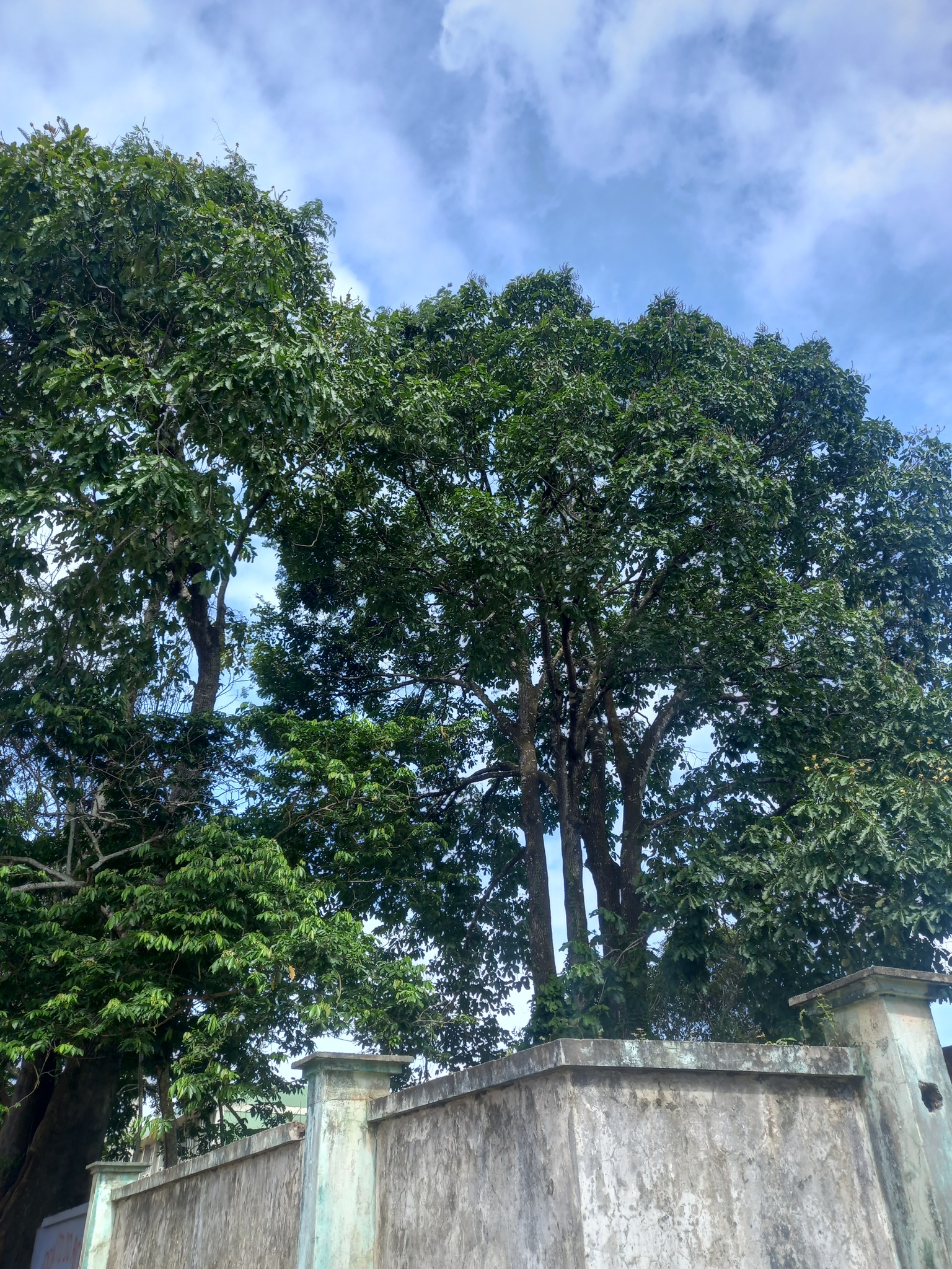 Imagem de Castanha-do-pará