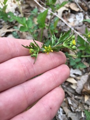 Geum vernum