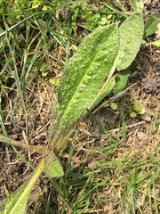 Helminthotheca echioides