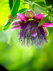 Image of Passiflora quadrangularis