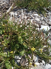 Enarthrocarpus arcuatus