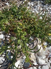 Enarthrocarpus arcuatus