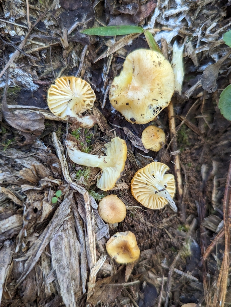 Hygrophorus sp. 'AL01'