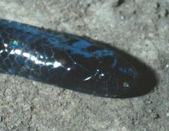 Amblyodipsas unicolor