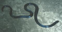 Amblyodipsas unicolor