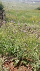 Salvia indica