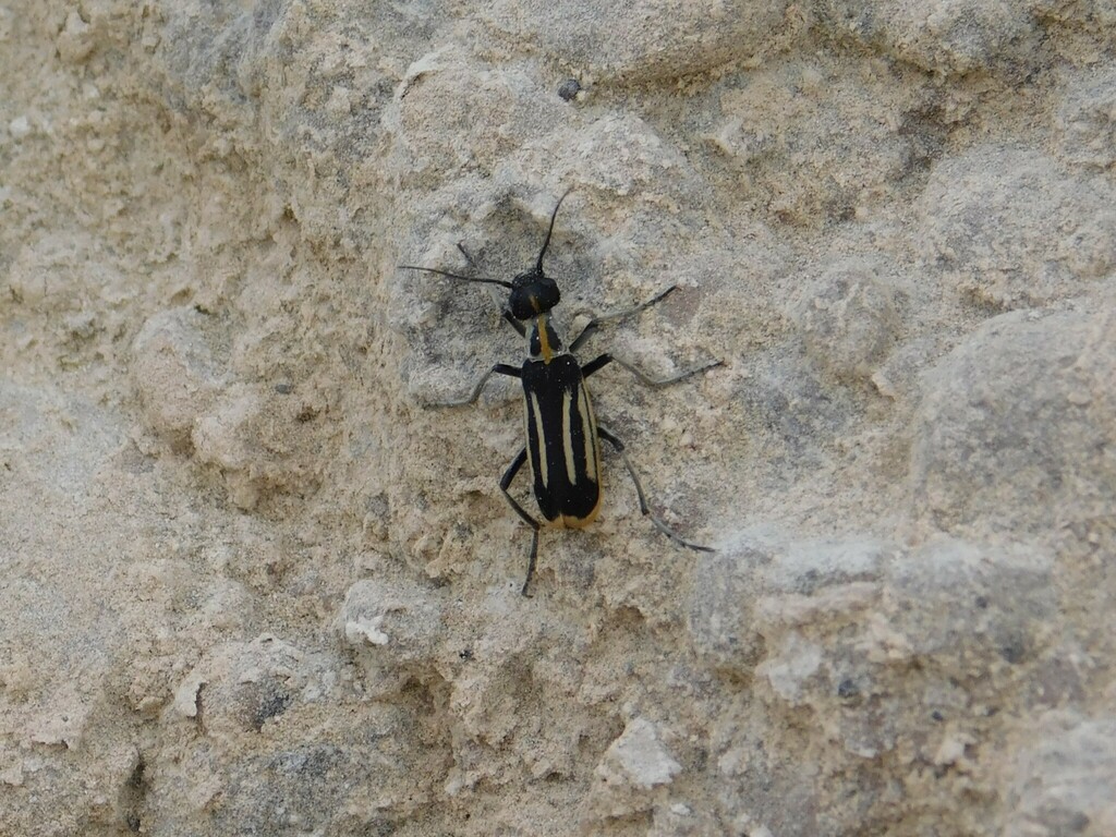 Epicauta semivittata