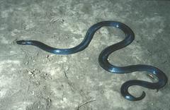 Amblyodipsas unicolor