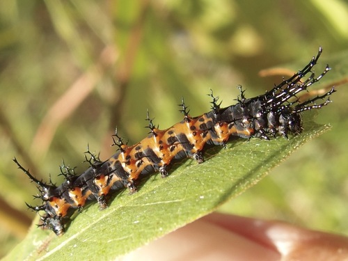 Splendid Royal Moth photo 3