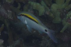 Parupeneus barberinus