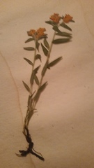 Lithospermum canescens