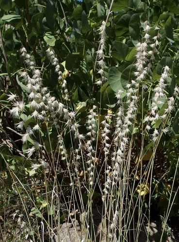 Image of Bouteloua eludens by (c) Sue Carnahan, some rights reserved (CC BY)