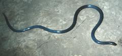 Amblyodipsas unicolor