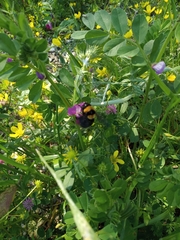 Bombus argillaceus