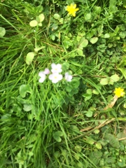 Cardamine pratensis