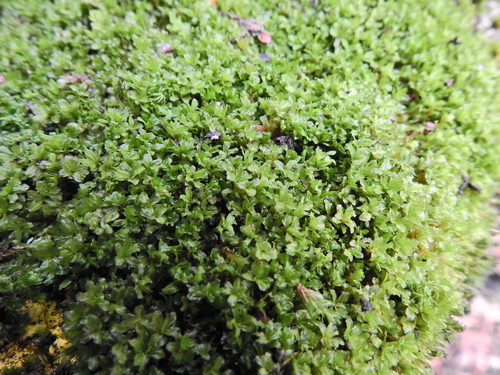 Image of Syntrichia latifolia by (c) Susan Marley, some rights reserved (CC BY)