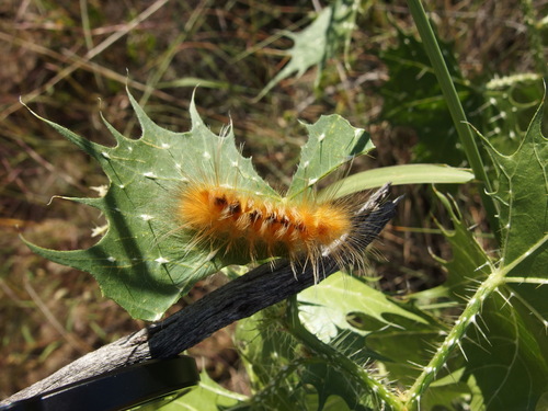 Image of Cnidoscolus angustidens by (c) Sue Carnahan, some rights reserved (CC BY)