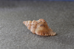 Chicoreus denudatus