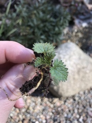 Urtica dioica