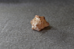 Chicoreus denudatus
