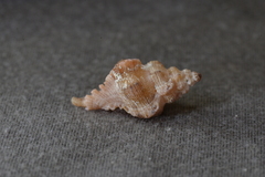 Chicoreus denudatus
