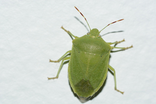 Southern Green Stink Bug