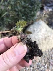 Urtica dioica