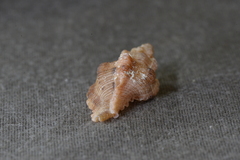 Chicoreus denudatus