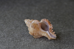 Chicoreus denudatus