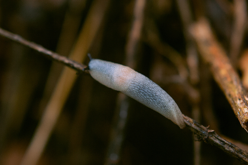 Black-headed Slug