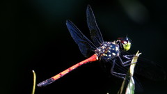 Agrionoptera insignis
