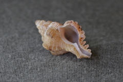 Chicoreus denudatus
