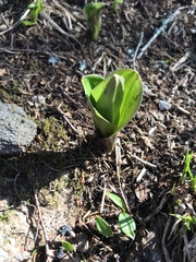 Galearis spectabilis