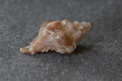 Chicoreus denudatus