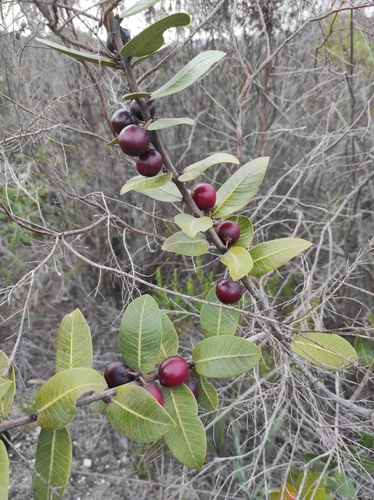 Pouteria subsessilifolia
