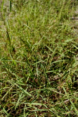 Kellochloa verrucosa