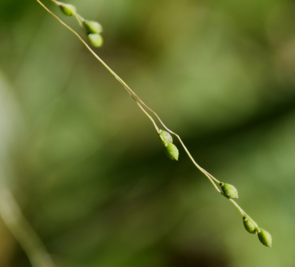 warty panic grass