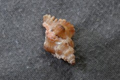 Chicoreus denudatus