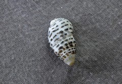 Clypeomorus petrosa